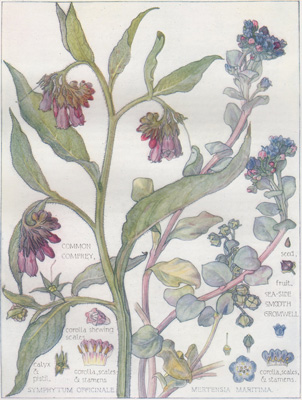 Common Comfrey, Sea-side Smooth Gromwell